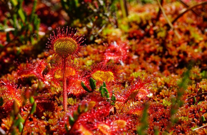 Mythical herbs