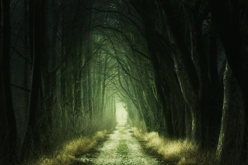 Enchanted Forest