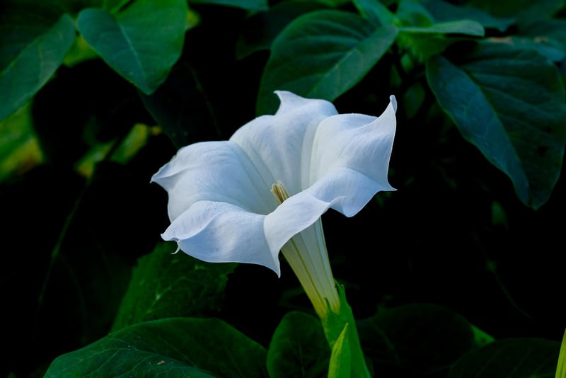 Moonflower